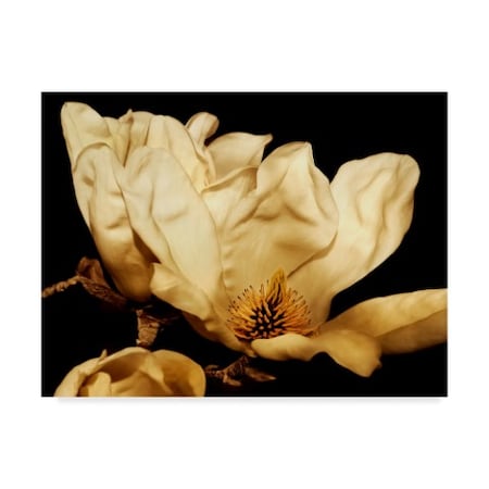 Rachel Perry 'Buttercream Magnolia Ii' Canvas Art,18x24